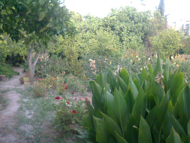 Name:  Fotoraf0535.jpg
Views: 714
Size:  58.0 KB