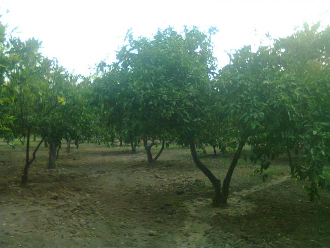 Name:  Fotoraf0543.jpg
Views: 704
Size:  46.1 KB