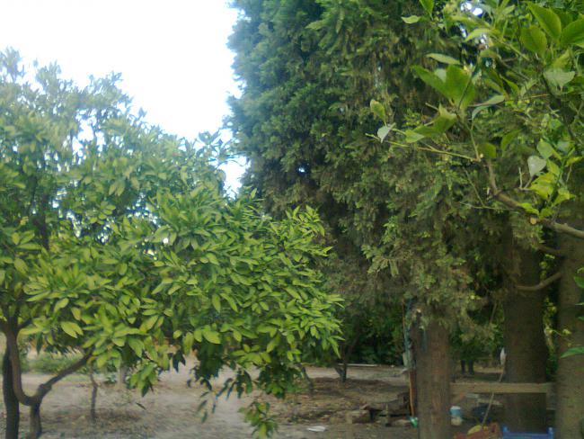Name:  Fotoraf0546.jpg
Views: 701
Size:  64.4 KB