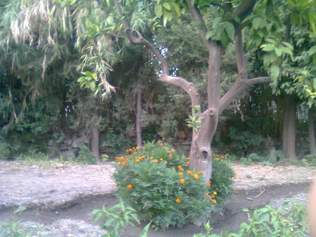 Name:  Fotoraf0547.jpg
Views: 685
Size:  60.3 KB