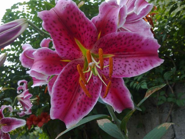 Name:  ll 001 (Byk).jpg
Views: 497
Size:  54.2 KB