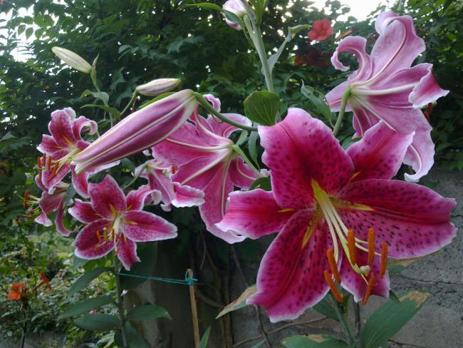 Name:  ll 004 (Byk).jpg
Views: 491
Size:  66.3 KB