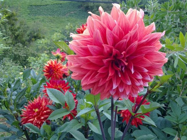 Name:  ll 006 (Byk).jpg
Views: 485
Size:  67.5 KB