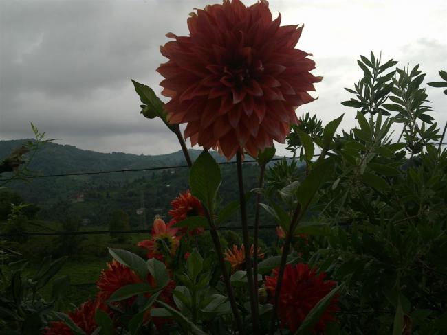 Name:  ll 007 (Byk).jpg
Views: 451
Size:  39.6 KB