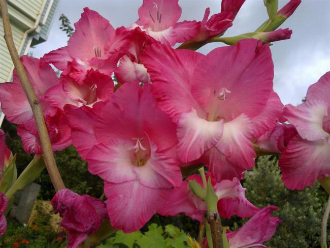 Name:  ll 014 (Byk).jpg
Views: 483
Size:  47.9 KB