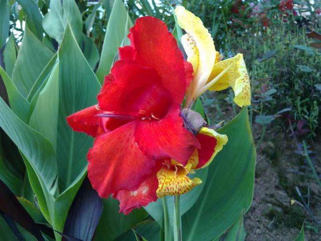 Name:  ll 018 (Byk).jpg
Views: 462
Size:  50.2 KB