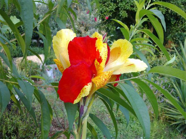 Name:  ll 019 (Byk).jpg
Views: 443
Size:  66.5 KB