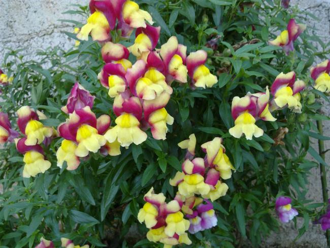 Name:  ll 024 (Byk).jpg
Views: 433
Size:  65.8 KB