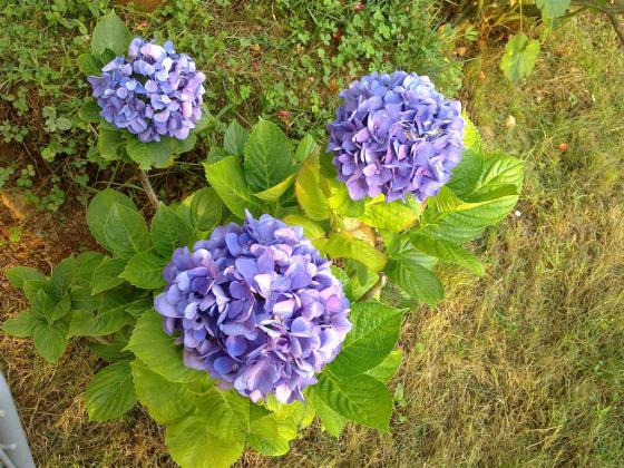 Name:  ll 025 (Byk).jpg
Views: 475
Size:  71.9 KB