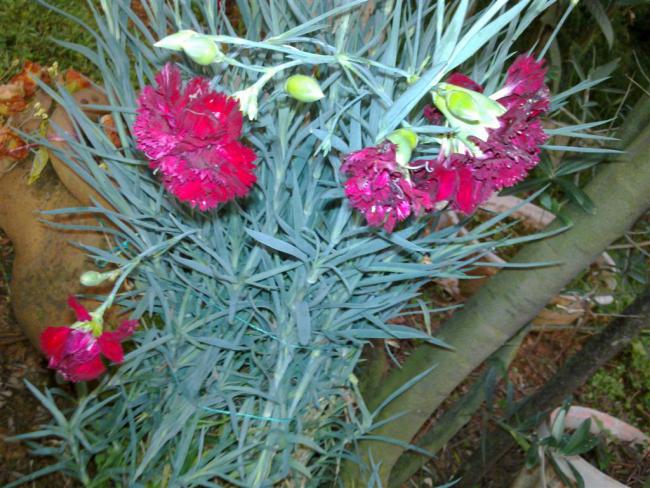 Name:  ll 031 (Byk).jpg
Views: 452
Size:  68.1 KB