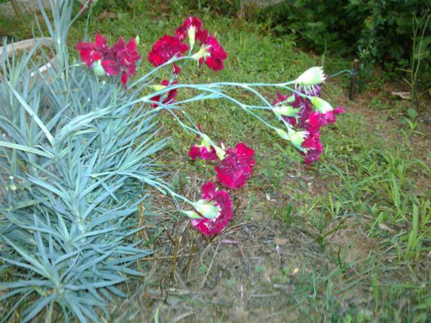 Name:  ll 032 (Byk).jpg
Views: 456
Size:  70.8 KB