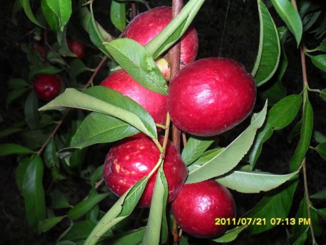 Name:  036.jpg
Views: 1084
Size:  50.6 KB