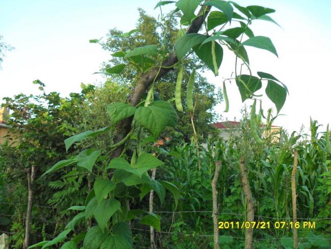 Name:  053.jpg
Views: 744
Size:  63.6 KB