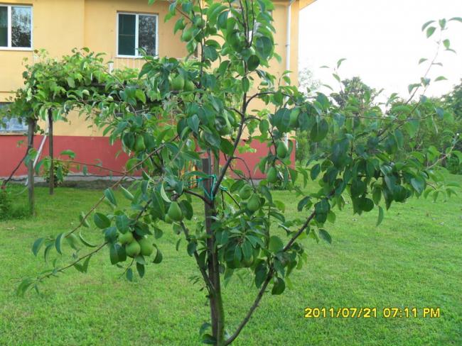 Name:  027.jpg
Views: 715
Size:  67.2 KB