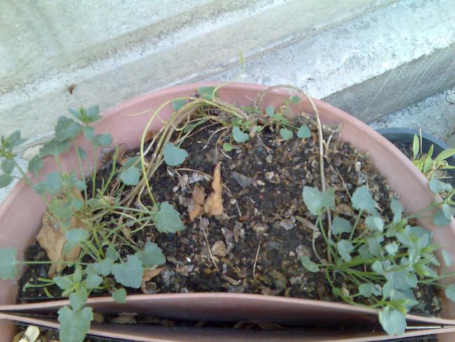 Name:  Grnt159.jpg
Views: 456
Size:  54.0 KB