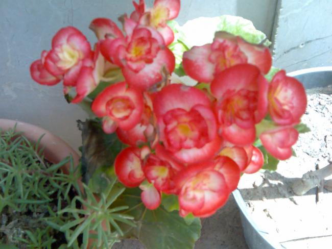 Name:  Grnt162.jpg
Views: 443
Size:  42.2 KB