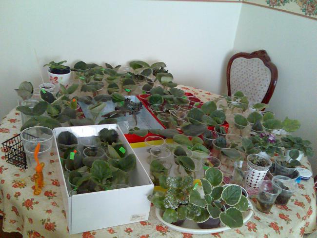 Name:  Grnt188.jpg
Views: 734
Size:  52.0 KB