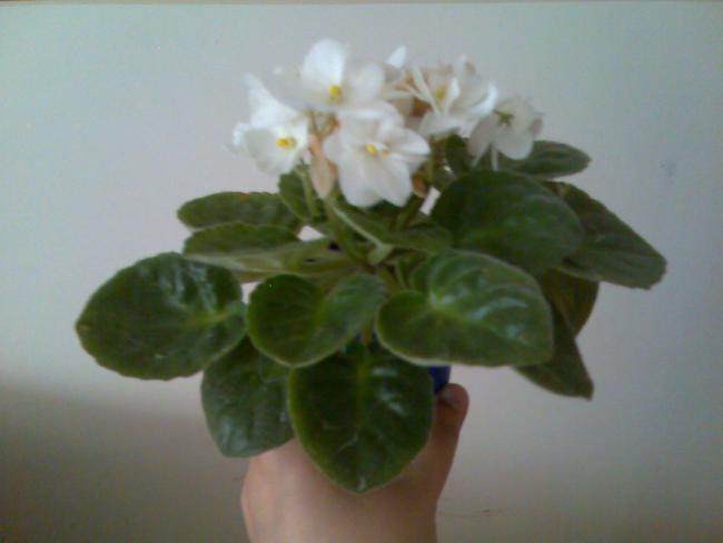Name:  Grnt192.jpg
Views: 719
Size:  22.1 KB