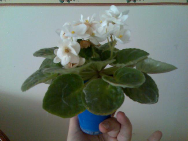 Name:  Grnt193.jpg
Views: 725
Size:  25.7 KB