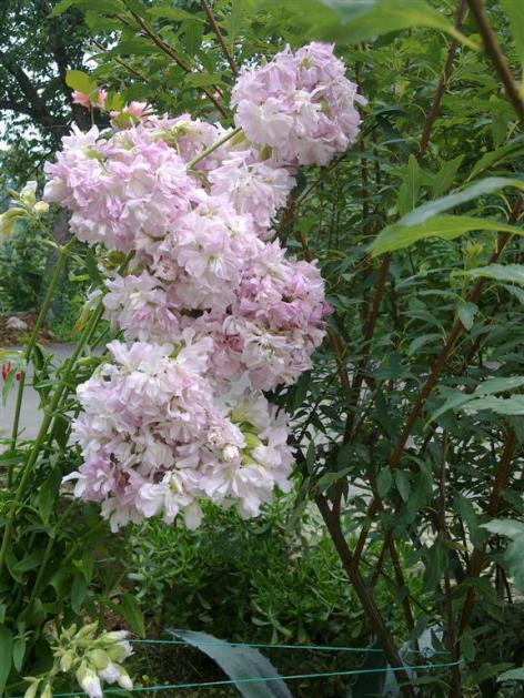Name:  ll 006 (Byk).jpg
Views: 427
Size:  71.9 KB