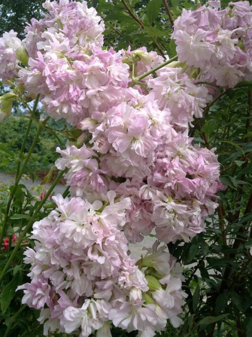Name:  ll 009 (Byk).jpg
Views: 433
Size:  70.9 KB