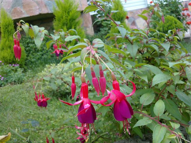 Name:  ll 016 (Byk).jpg
Views: 418
Size:  64.7 KB