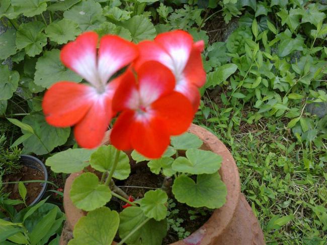 Name:  ll 026 (Byk).jpg
Views: 420
Size:  62.1 KB