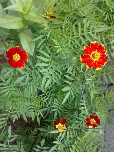 Name:  ll 028 (Byk).jpg
Views: 432
Size:  71.5 KB