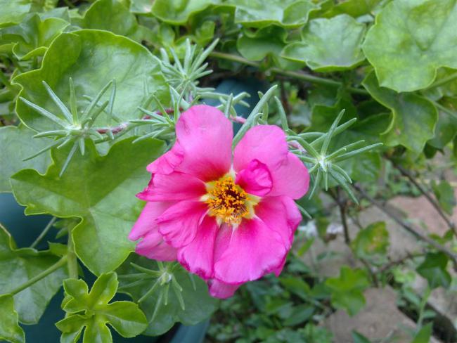 Name:  ll 029 (Byk).jpg
Views: 422
Size:  50.0 KB