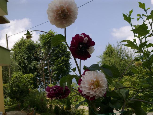 Name:  ll 038 (Byk).jpg
Views: 421
Size:  56.9 KB