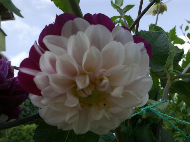 Name:  ll 033 (Byk).jpg
Views: 392
Size:  35.5 KB