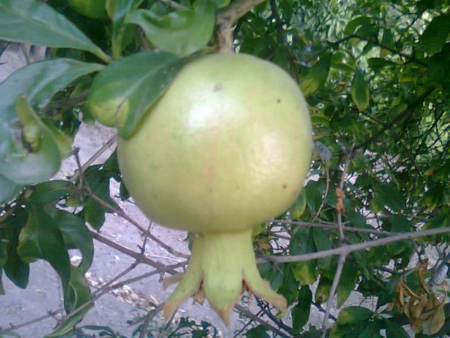 Name:  nar 3.jpg
Views: 855
Size:  52.2 KB