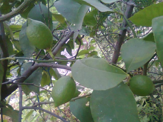 Name:  limon  1.jpg
Views: 598
Size:  52.6 KB
