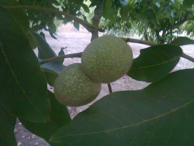 Name:  ceviz 1.jpg
Views: 614
Size:  36.5 KB