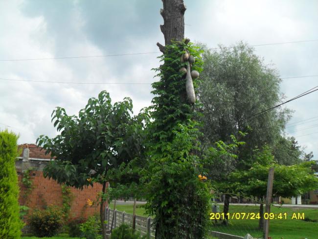 Name:  036.jpg
Views: 745
Size:  52.9 KB