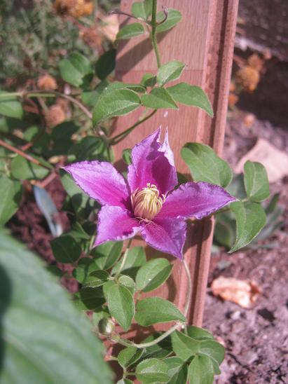 Name:  clematis.JPG
Views: 1336
Size:  47.6 KB