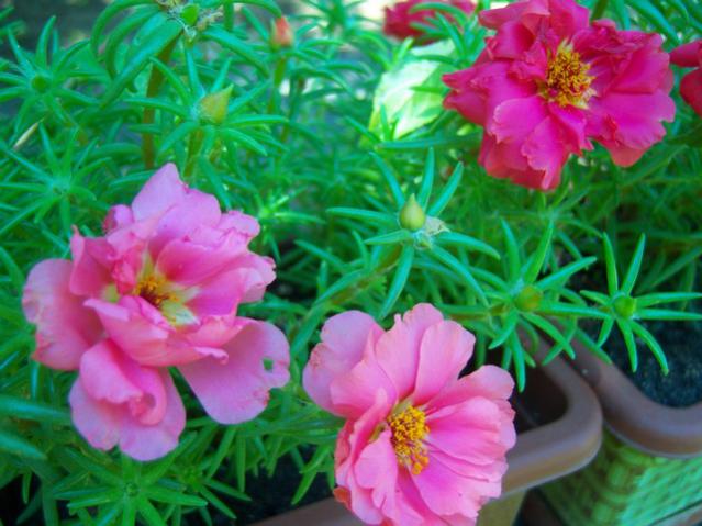 Name:  100_2272.jpg
Views: 362
Size:  51.0 KB
