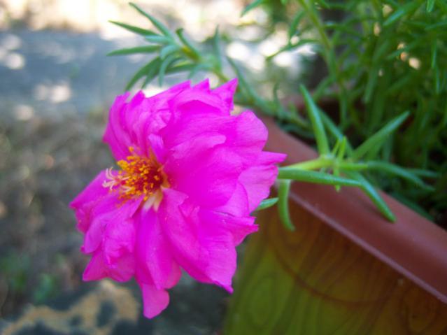 Name:  100_2273.jpg
Views: 345
Size:  32.2 KB