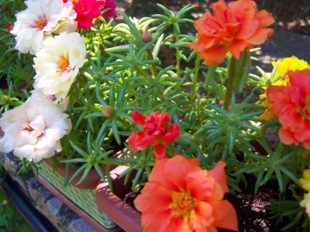 Name:  100_2276.jpg
Views: 337
Size:  58.1 KB