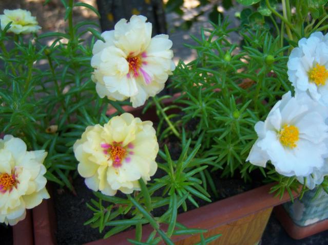 Name:  100_2277.jpg
Views: 354
Size:  46.9 KB
