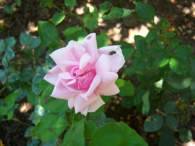 Name:  100_2278.jpg
Views: 341
Size:  36.8 KB