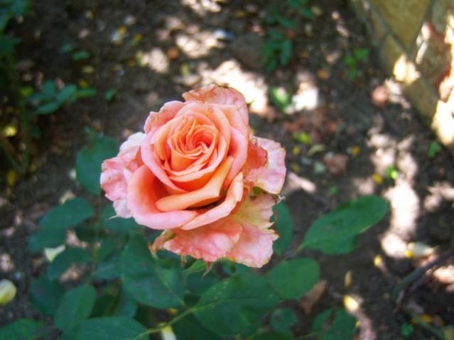 Name:  100_2279.jpg
Views: 365
Size:  38.1 KB