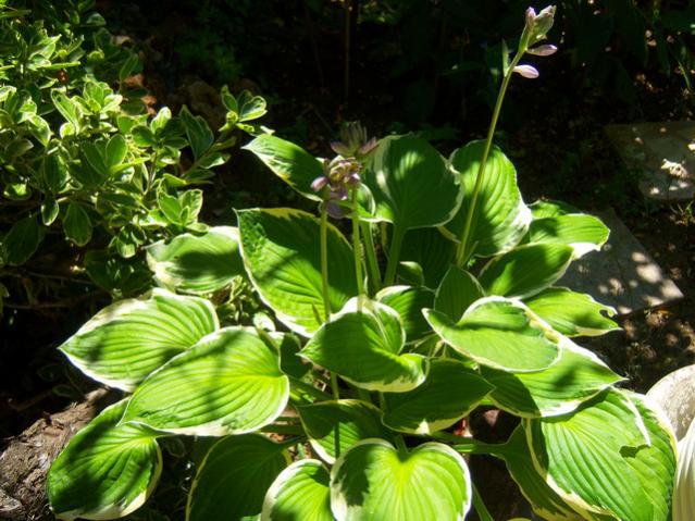 Name:  100_2281.jpg
Views: 356
Size:  62.4 KB