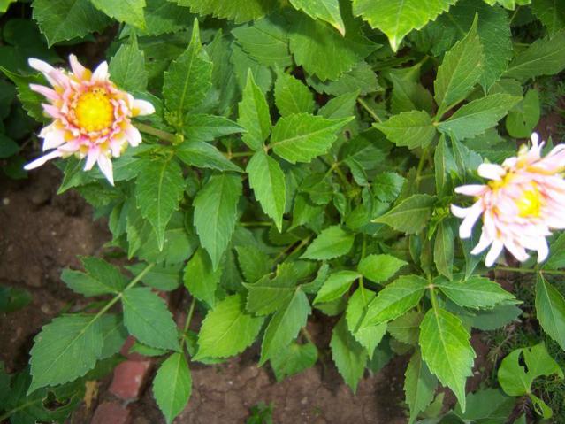 Name:  100_2306.jpg
Views: 333
Size:  56.6 KB