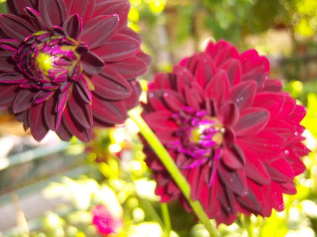 Name:  100_2310.jpg
Views: 343
Size:  42.0 KB