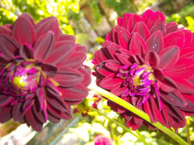 Name:  100_2311.jpg
Views: 329
Size:  51.5 KB