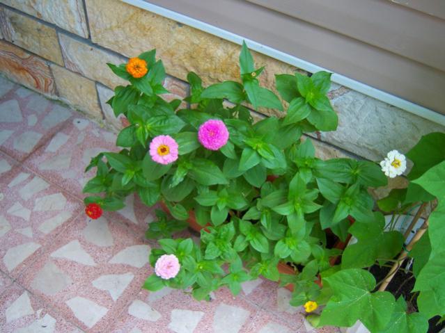 Name:  100_2333.jpg
Views: 351
Size:  50.3 KB