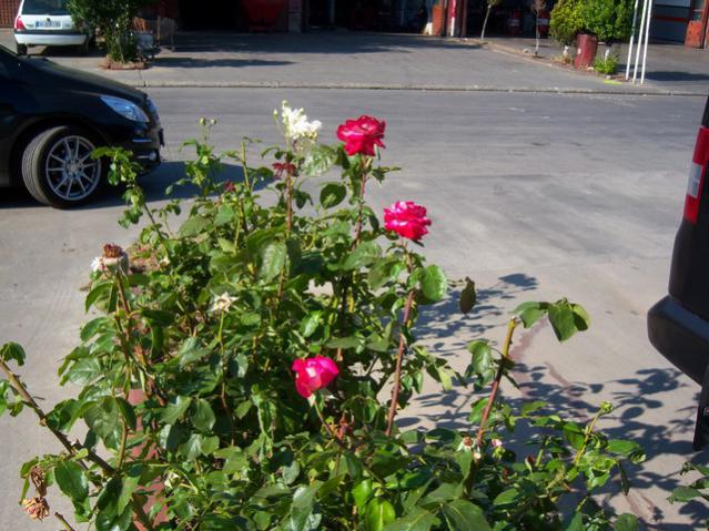 Name:  100_2347.jpg
Views: 348
Size:  64.8 KB