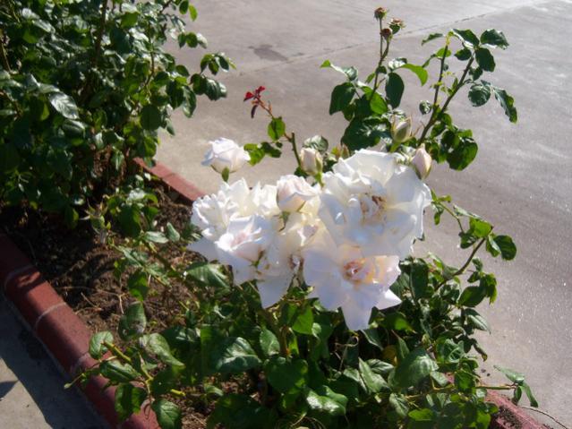 Name:  100_2348.jpg
Views: 344
Size:  59.2 KB