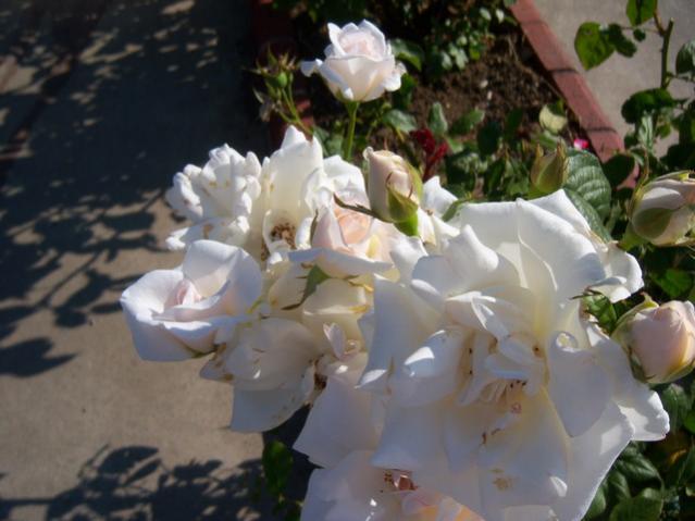 Name:  100_2349.jpg
Views: 348
Size:  40.2 KB